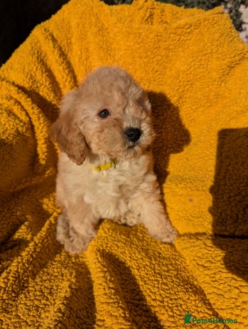 Miniature Poodle dogs - Advert 1