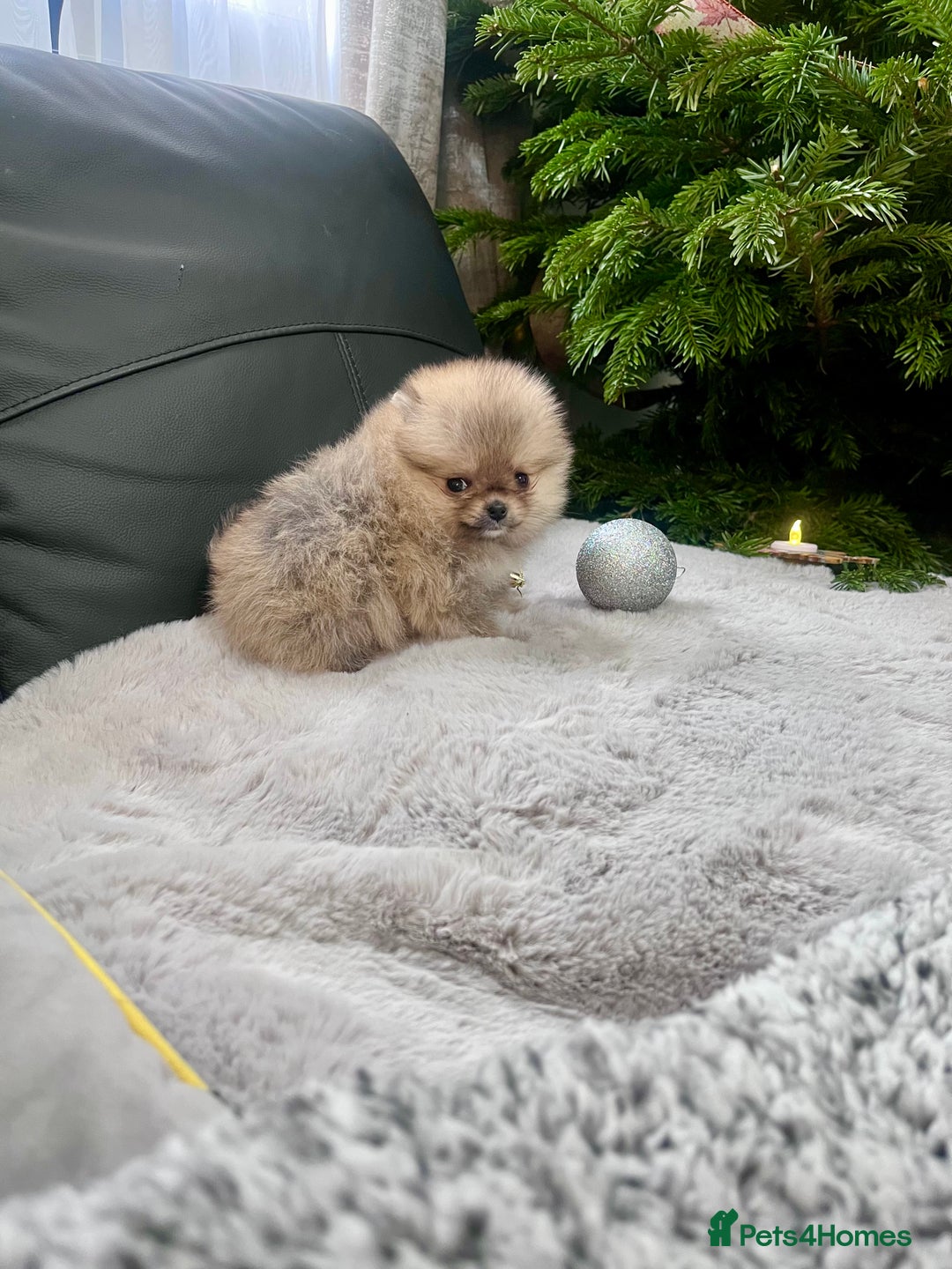 Pomeranian dogs for sale: 🔥Very Small 500gr.at 8weeks🐻Teddy Bear   - Advert 7