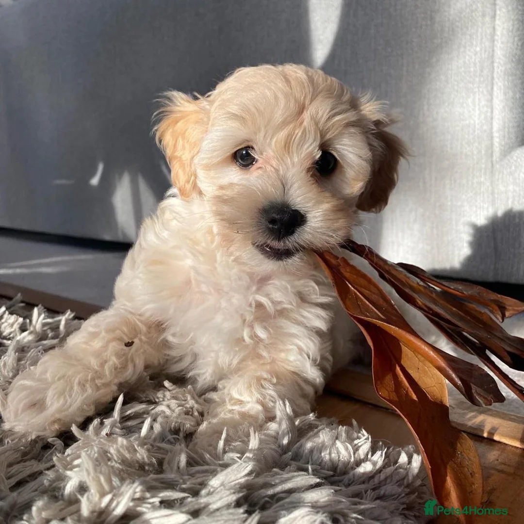 Toy Poodle dogs for stud: Phantom Toy Poodle Tri colour KC (STUD ONLY) in Coalville - Advert 33