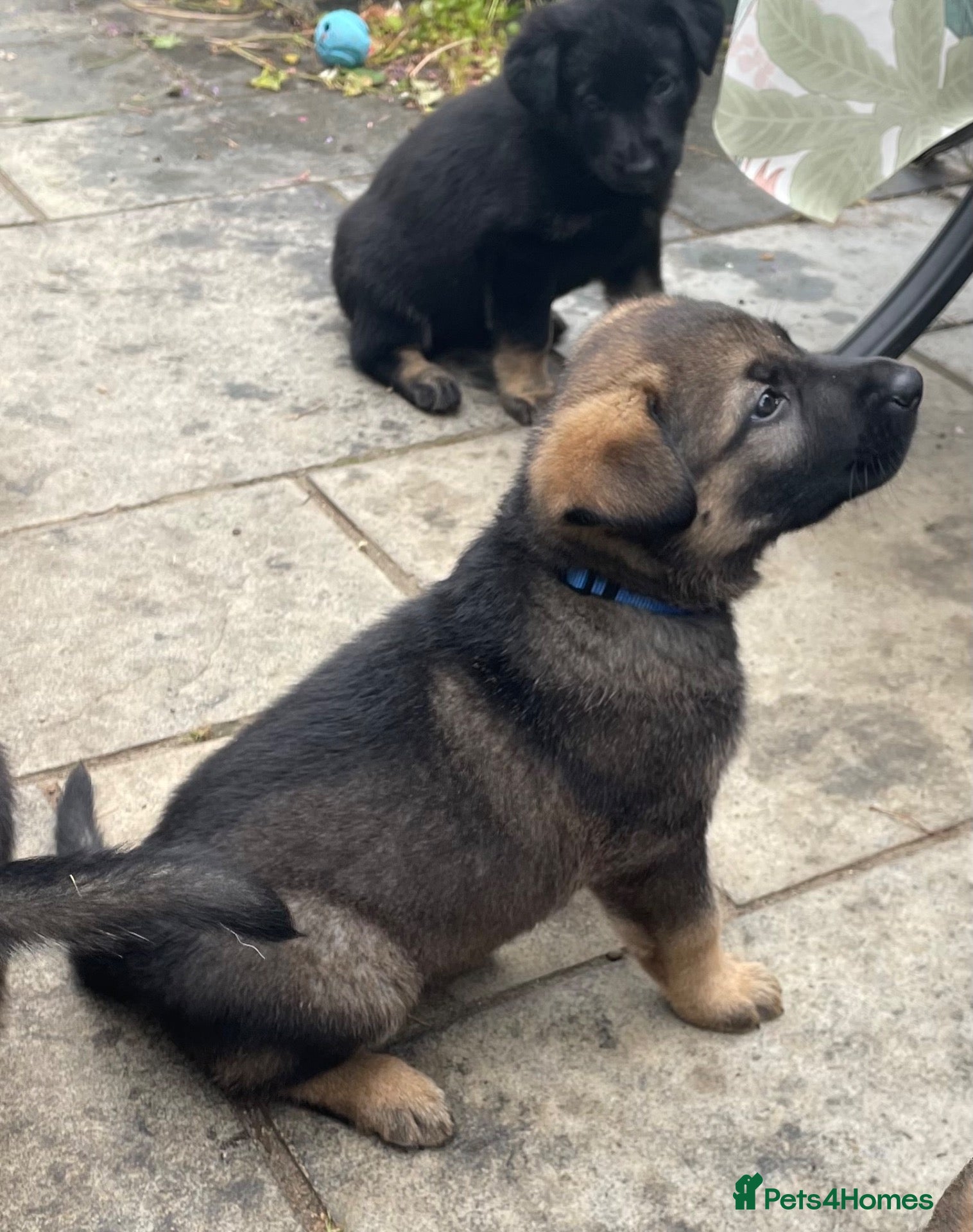 German Shepherd dogs STRAIGHT BACKED WORKING / PROTECTION DOGS - Advert 2