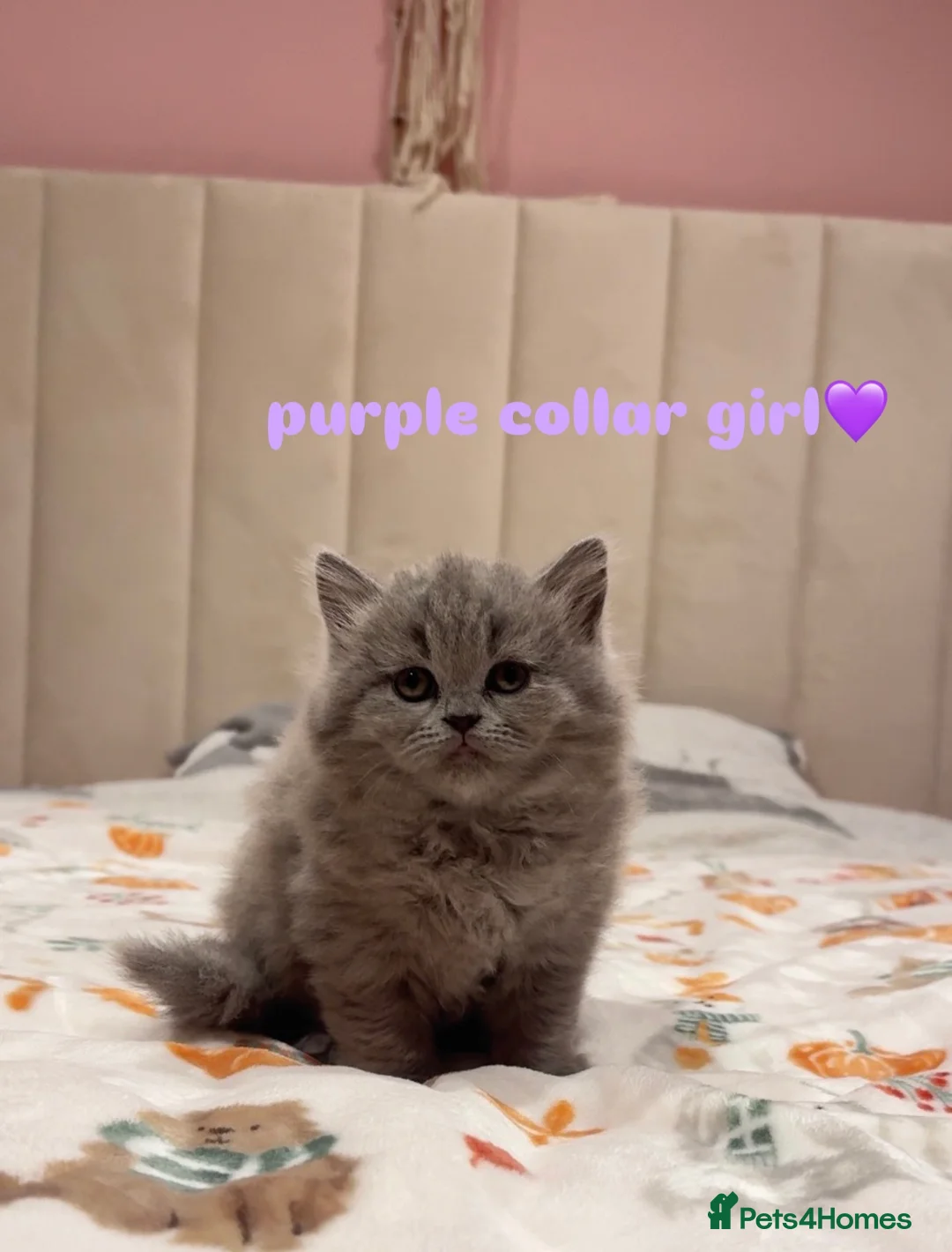 British Shorthair cats for sale: Gorgeous British Shorthairs - Advert 13