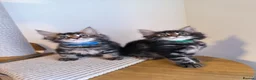 Maine Coon cats for sale: Maine coon MIX kittens  - Advert 25