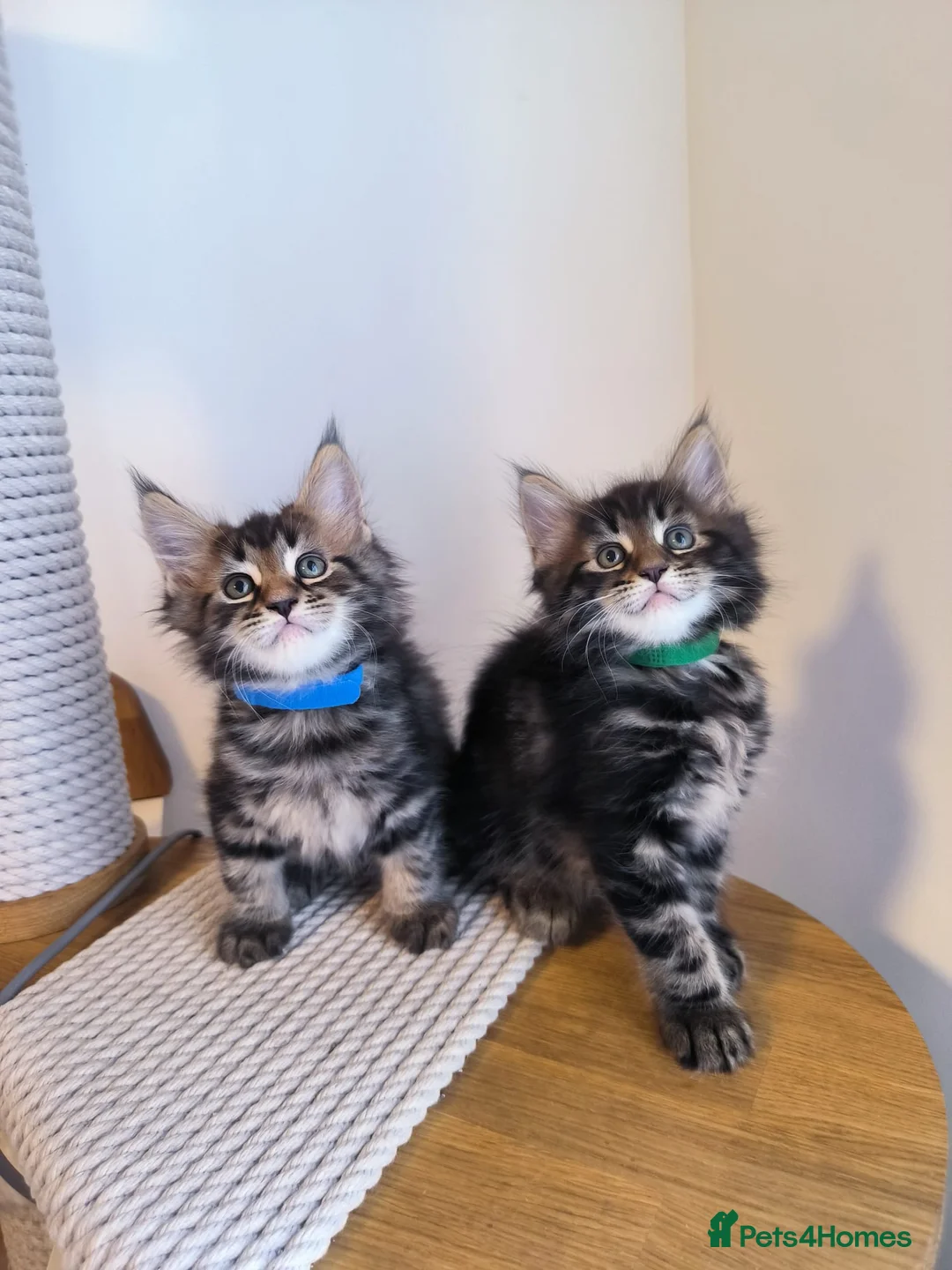 Maine Coon cats for sale: Maine coon MIX kittens  - Advert 25
