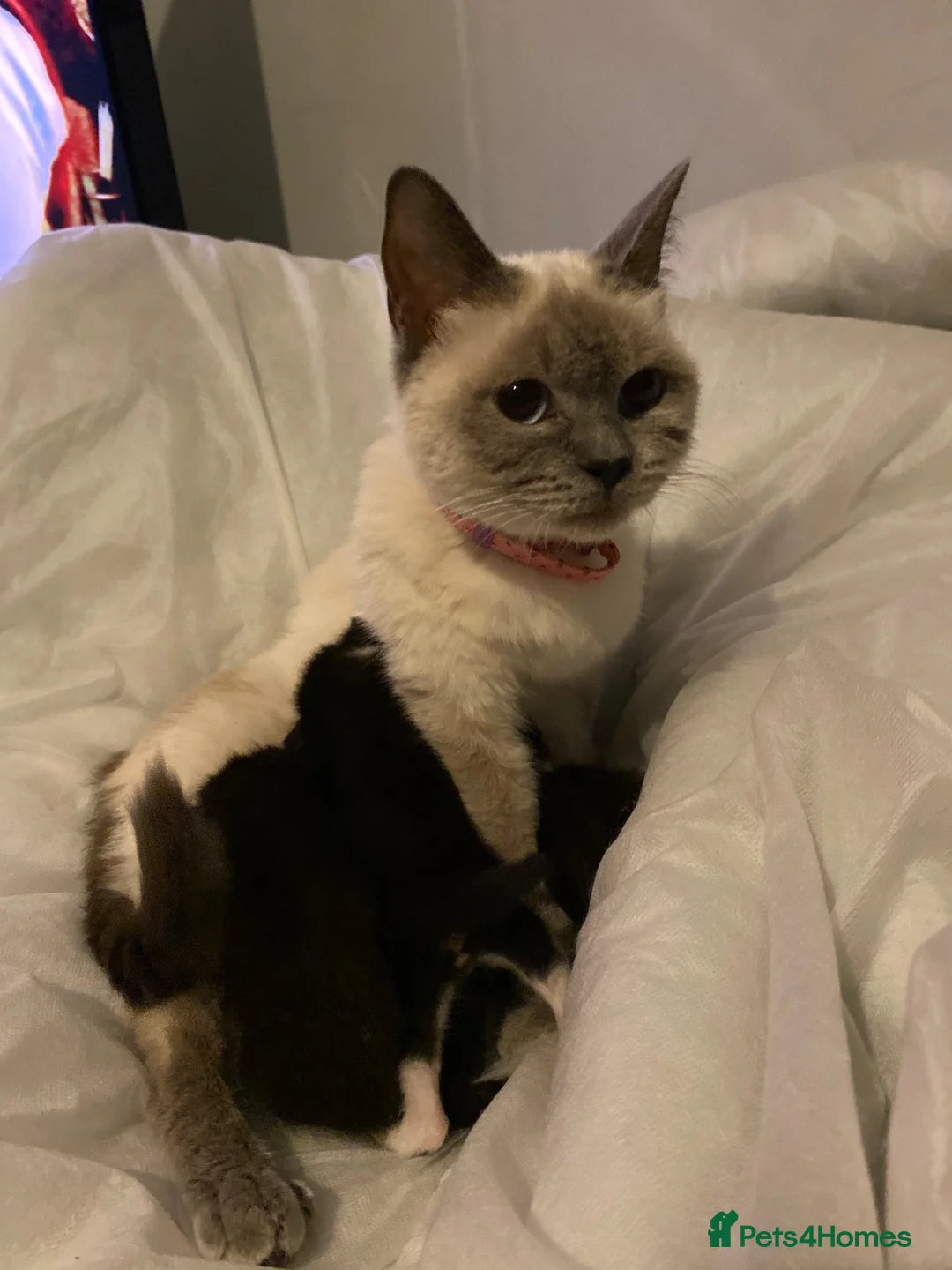 Ragdoll cats for sale: Ragdoll mixed breeds  - Advert 1