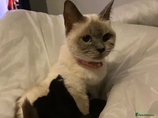 Mixed Breed cats Ragdoll mixed breeds - Advert 1