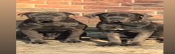 Cane Corso dogs for sale: Cane corso pups - Advert 8