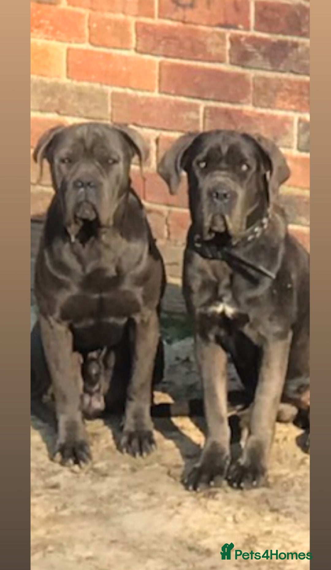 Cane Corso dogs for sale: Cane corso pups - Advert 8