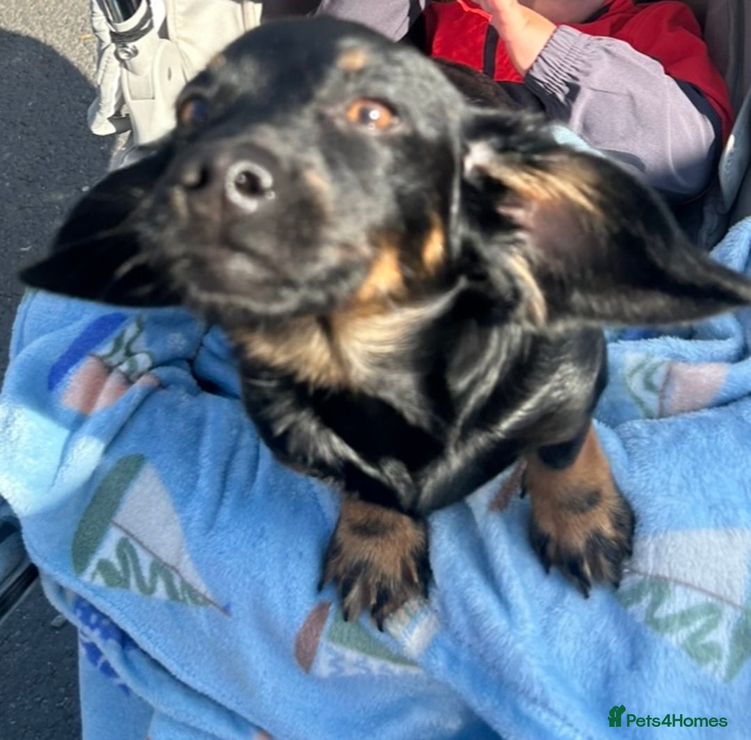 Mixed Breed dogs for sale: RUBBLE 🐾 - Image 1