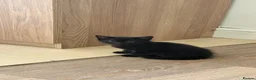 Mixed Breed cats for sale: Female black kitten in High Wycombe - Advert 8