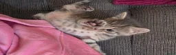 Mixed Breed cats for sale: British mix 5 kittens  in Doncaster - Advert 6