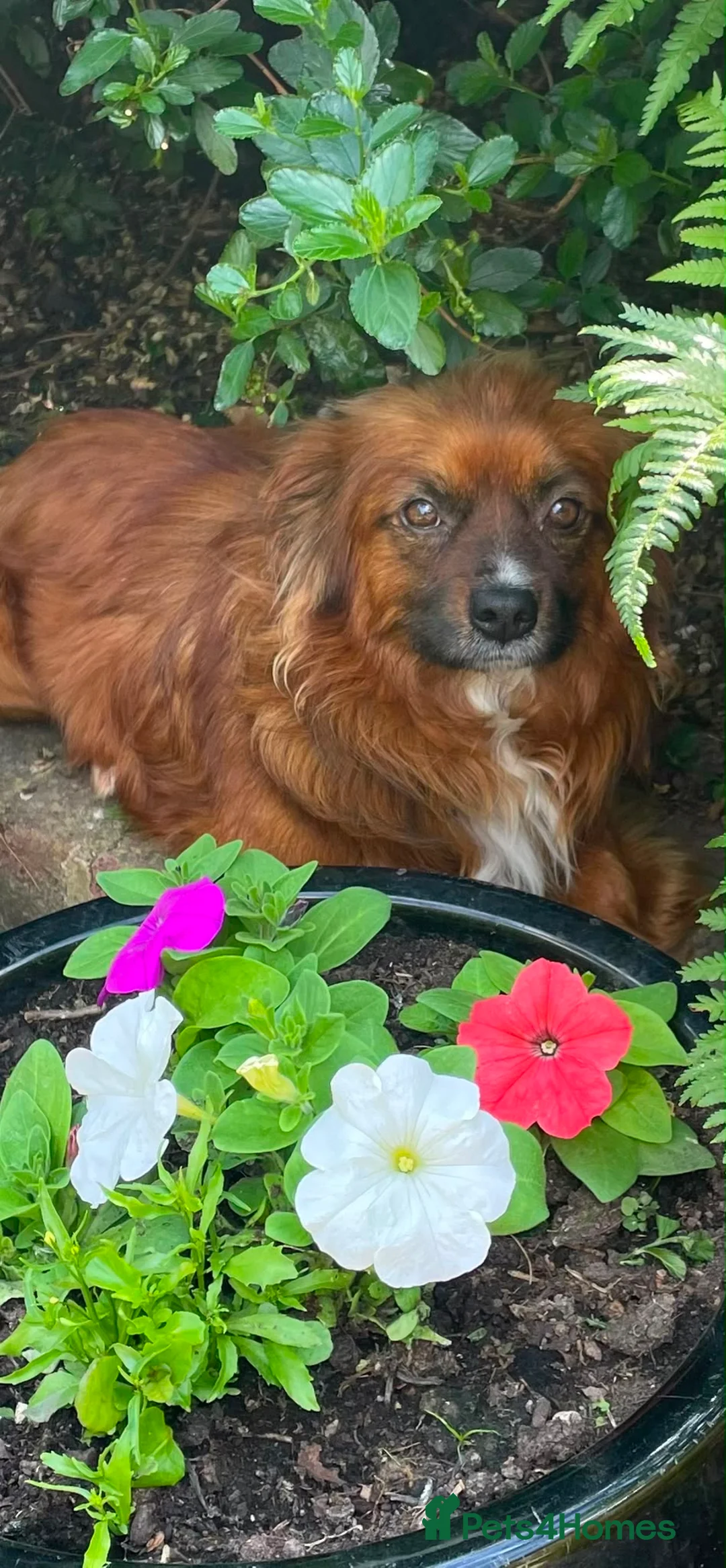 Mixed Breed dogs for adoption: Vernon in Sidcup - Advert 2