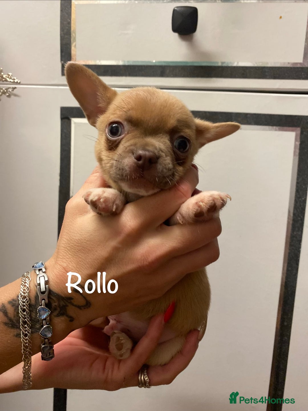 Mixed Breed dogs for sale: Adorable French Bulldog x Chihuahua Male Puppies - Image 12