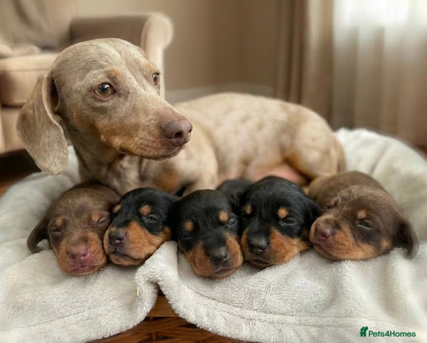 Miniature Dachshund dogs Stunning Kc Registered Miniature Dachhunds  - Advert 2