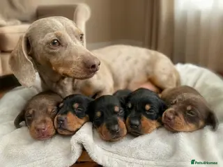 Miniature Dachshund dogs Stunning Kc Registered Miniature Dachhunds - Advert 1