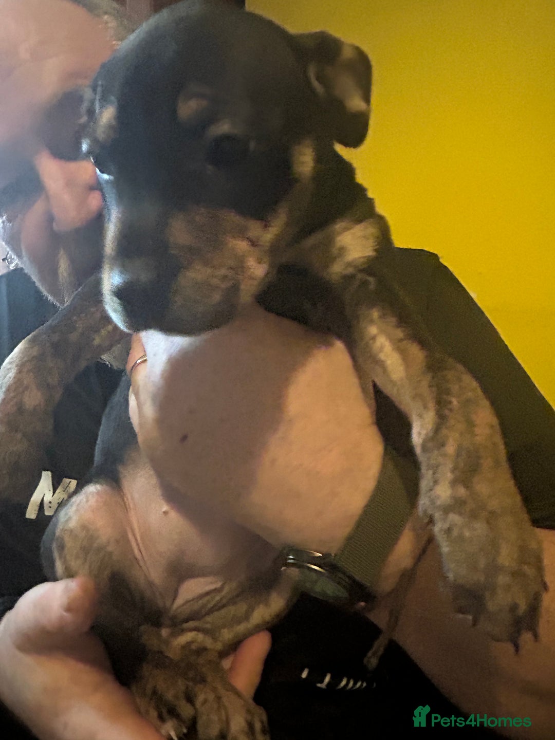 Mixed Breed dogs for sale: Last two beautiful Puppies for Rehoming  - Advert 12