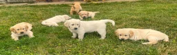 Golden Retriever dogs for sale: Gorgeous KC Registered Puppies in Sudbury - Advert 9