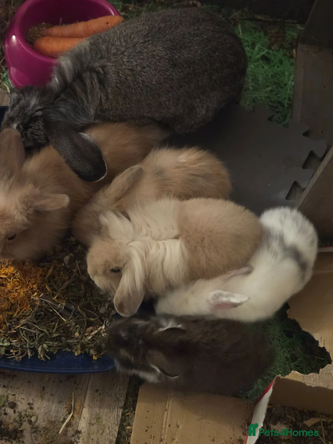 Mini Lion Lop rabbits for sale: Beautiful friendly lionlop babies - Advert 1