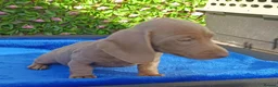 Miniature Dachshund dogs for sale: FULLY VAX BELLA KC Reg PRA Clear mini solid - Advert 5