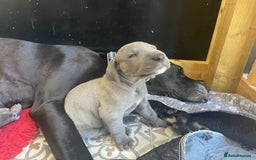 Great Dane dogs for sale: KC registered Great Danes  blues & black - Image 20