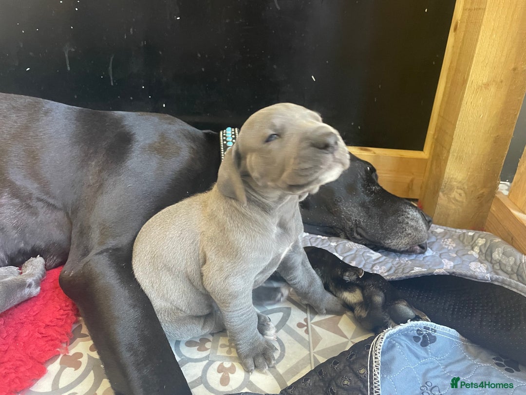 Great Dane dogs for sale: KC registered Great Danes  blues & black - Image 20