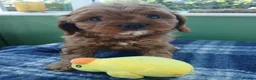 Cavapoo dogs for sale: Cavapoo puppies for sale - Advert 17