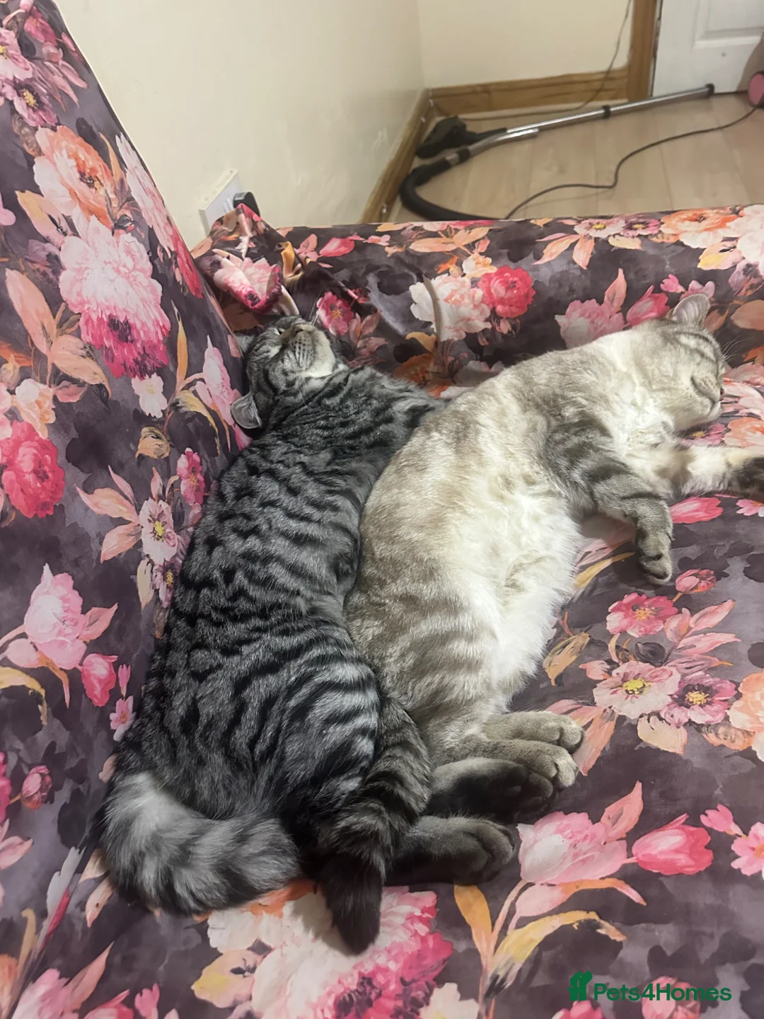 British Shorthair cats for sale: Exceptional BSH kittens  - Advert 6