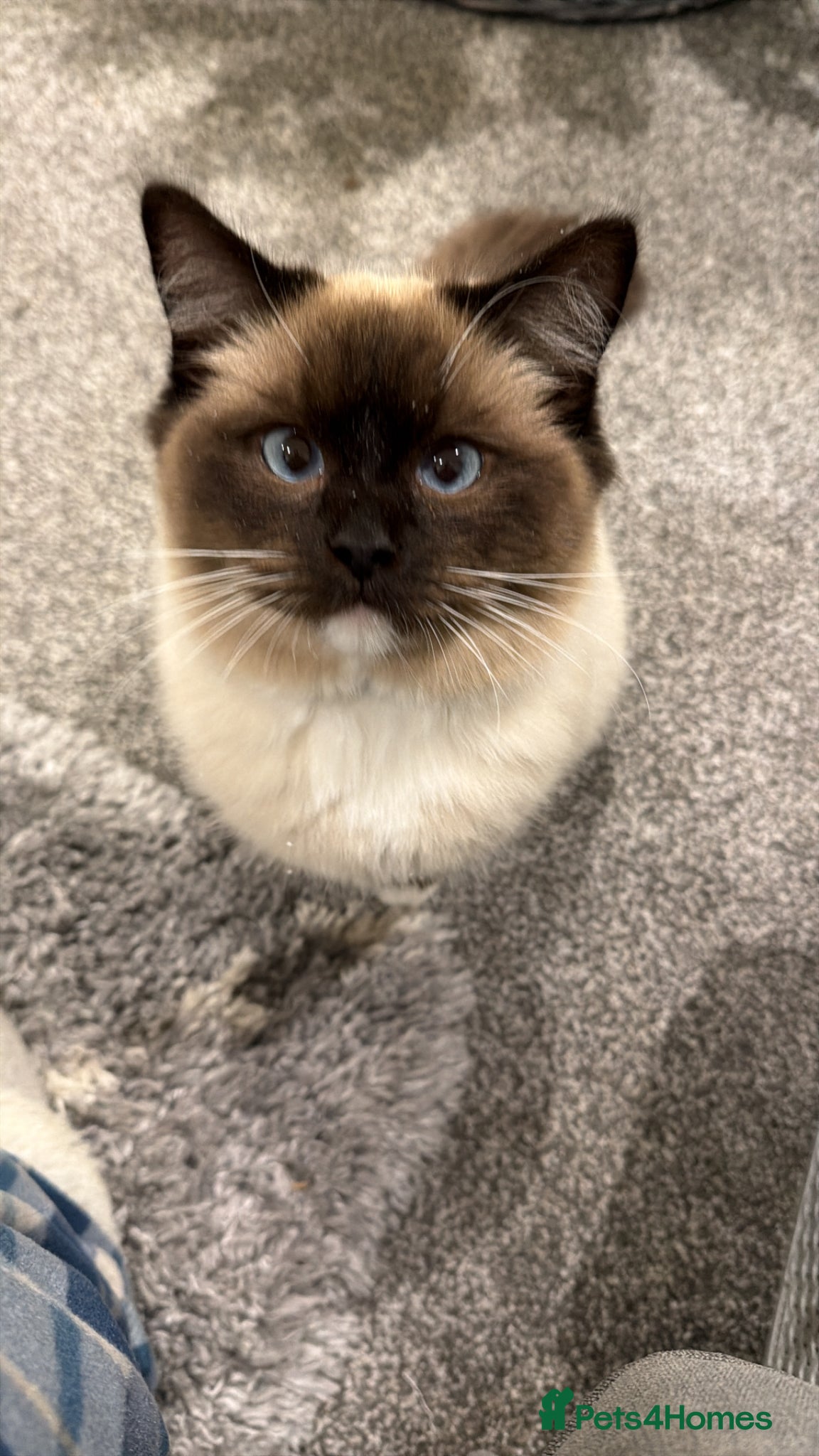Ragdoll cats Nimbus avaliable for stud! - Advert 1