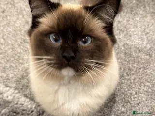 Ragdoll cats Nimbus avaliable for stud! - Advert 1