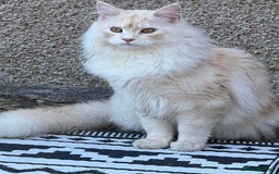 Maine Coon cats for sale: Cat for re home  - Image 4