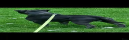 Staffordshire Bull Terrier dogs for sale: Pure blue staffy puppies ready to leave  - Advert 7