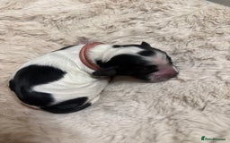 Cocker Spaniel dogs for sale: 🐾 🌼 Helianthmum Working Cocker Spaniels🌼 🐾 - Image 8