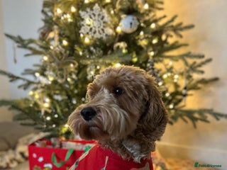 Cockapoo dogs STUD - F1 Red and white Cockapoo - Health Clear in York - Advert 2