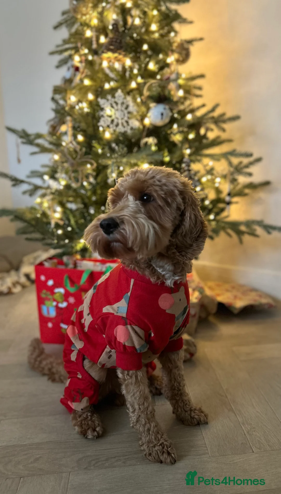 Cockapoo dogs for stud: STUD - F1 Red and white Cockapoo - Health Clear in York - Advert 2