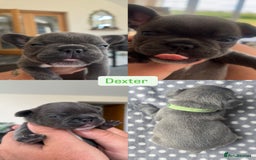French Bulldog dogs for sale:  French bulldogs looking for their forever home in Lincoln - Image 7