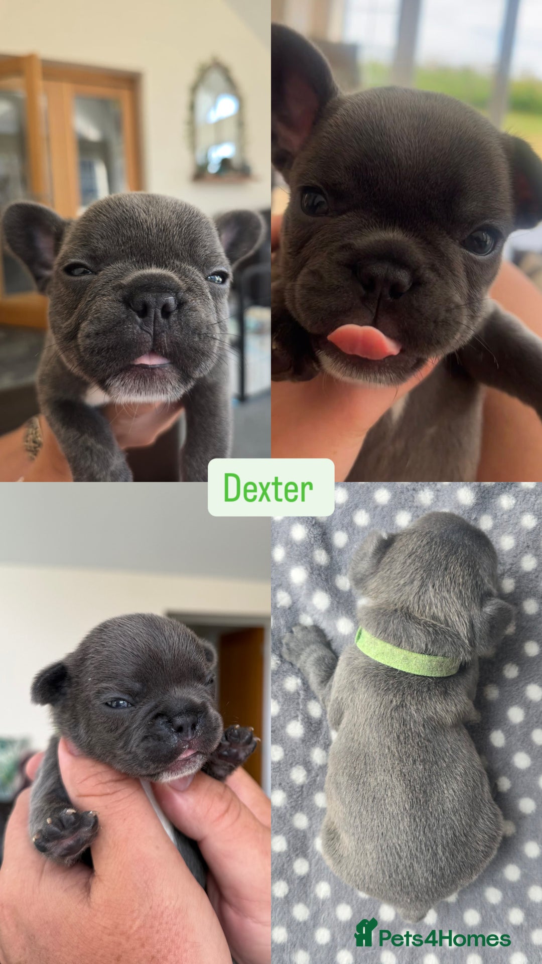 French Bulldog dogs for sale:  French bulldogs looking for their forever home in Lincoln - Image 7