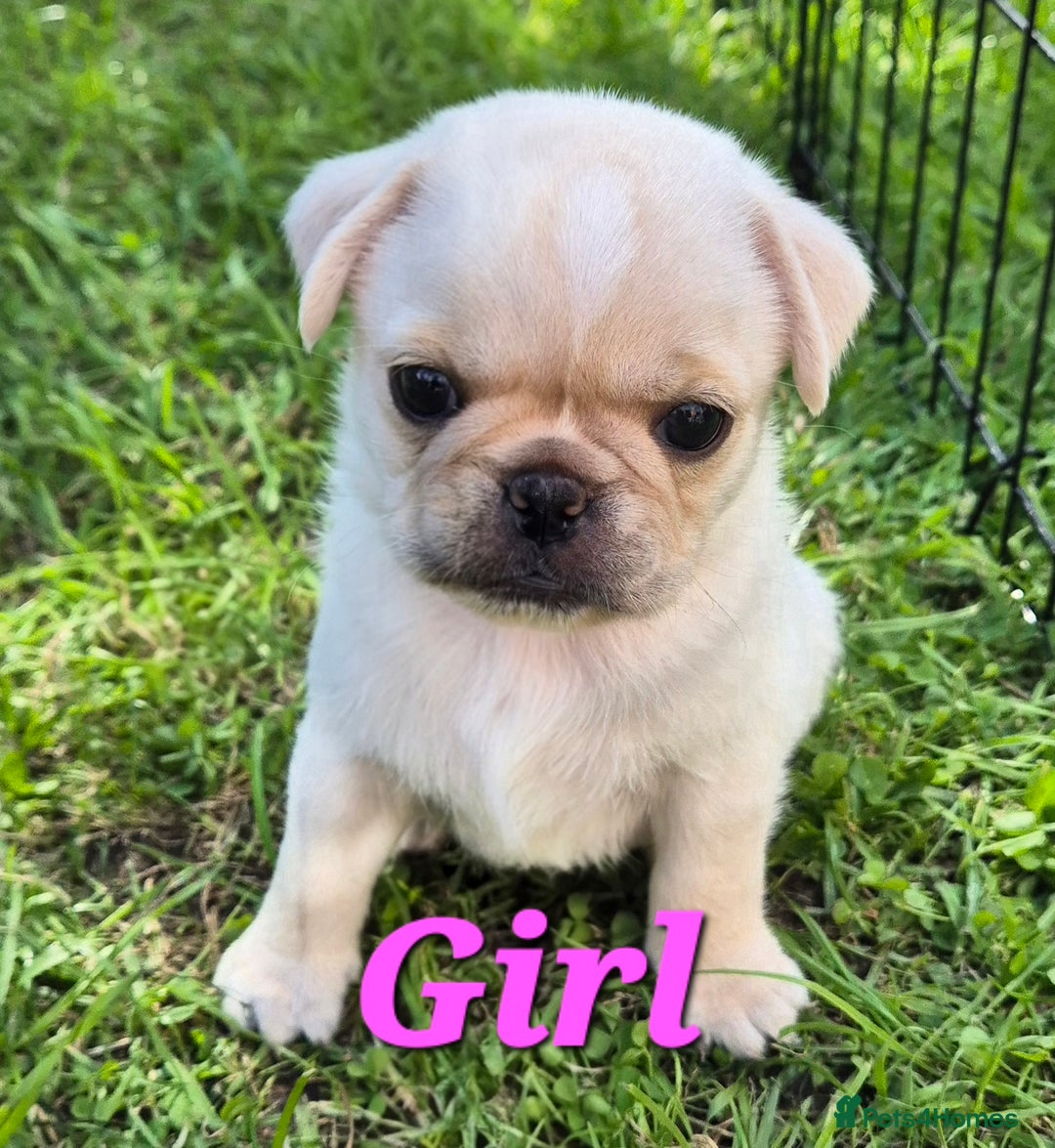 Pug dogs for sale: 3rd generation pug puppies  - Image 2