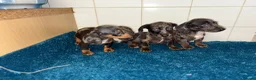 Dachshund dogs for sale: Miniature dachshund - Advert 19