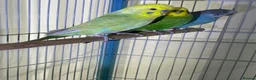 Budgerigars birds for sale: Budgies for sale bonded pair  - Advert 3