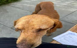 Mixed Breed dogs for adoption: Makis , a loving Cypriot boy  - Image 7