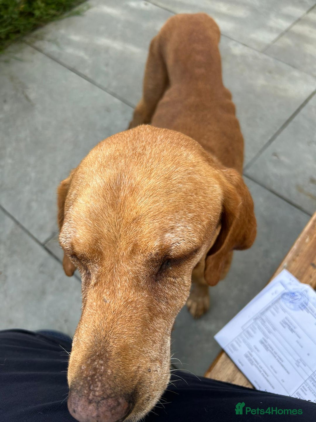 Mixed Breed dogs for adoption: Makis , a loving Cypriot boy  - Image 7