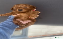 Cavapoo dogs for sale: Beautiful ruby Cavapoo's DNA tested parents in  - Image 4