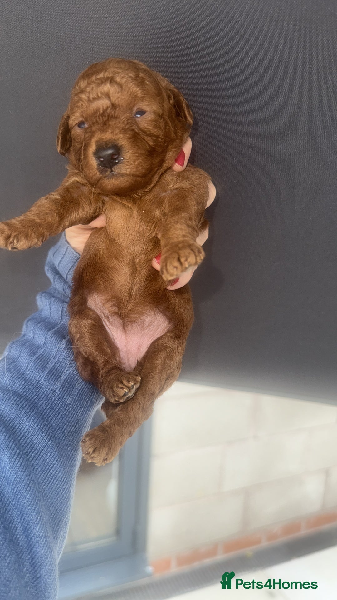 Cavapoo dogs for sale: Beautiful ruby Cavapoo's DNA tested parents in  - Image 4