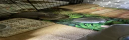Mini Lop rabbits for sale: Beautiful mini Lops - Advert 8