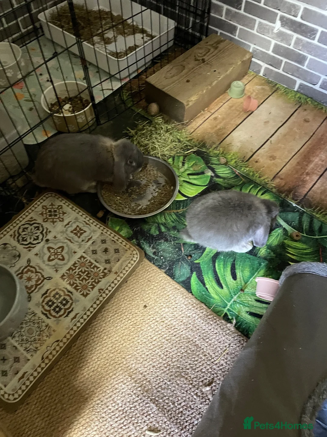 Mini Lop rabbits for sale: Beautiful mini Lops - Advert 8