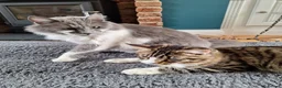 Maine Coon cats for sale: Gorgeous neutered 6 month old maine coon - Advert 8