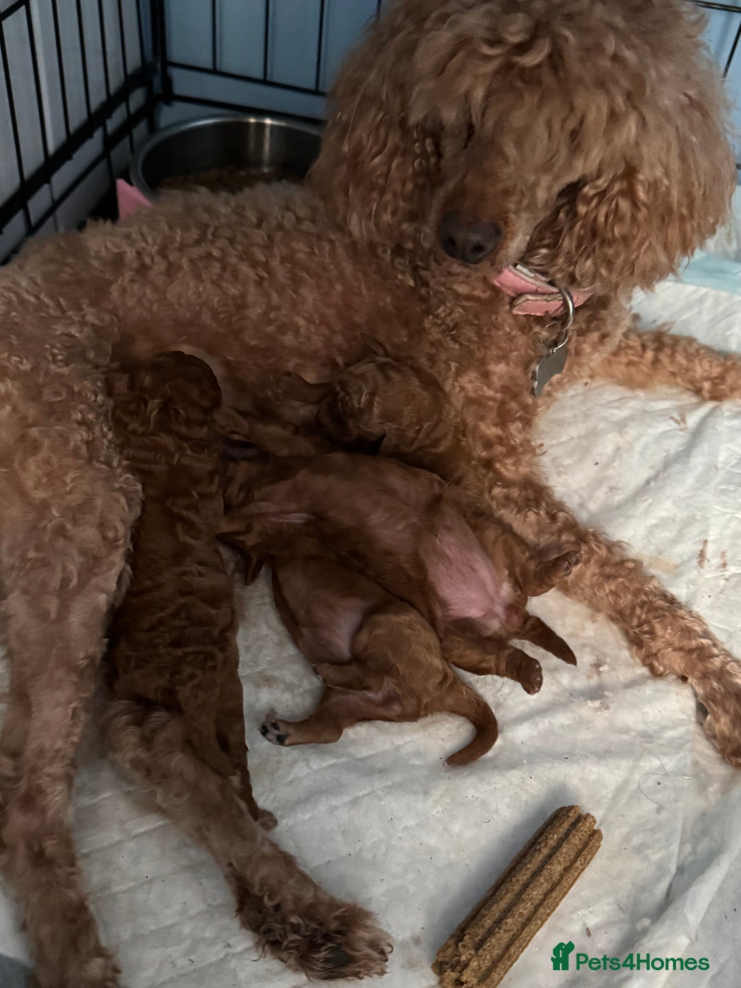 Toy Poodle dogs for sale: Deep red extra Tiny toy poodle KC registered puppy - Image 12
