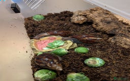 Snails invertebrates for sale: 3 Giant African Snails - Image 2