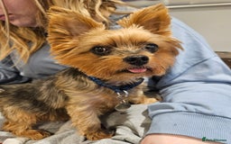 Yorkshire Terrier dogs for adoption: Gorgeous Yorkshire Terrier for Adoption  - Image 2
