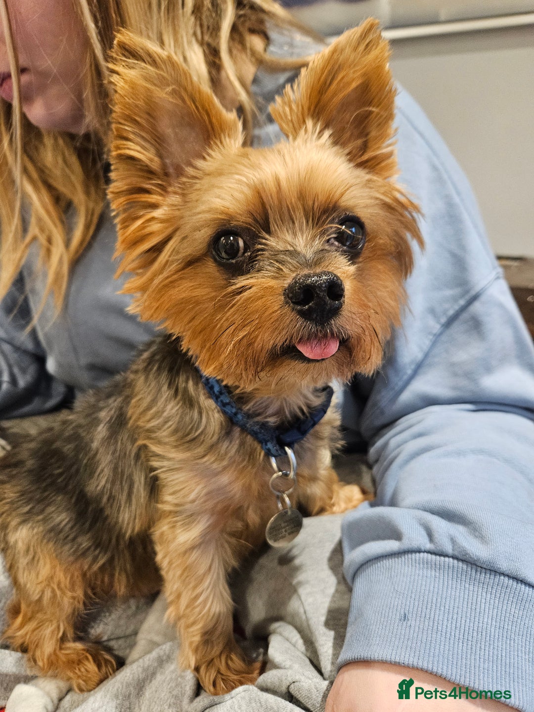 Yorkshire Terrier dogs for adoption: Gorgeous Yorkshire Terrier for Adoption  - Image 2