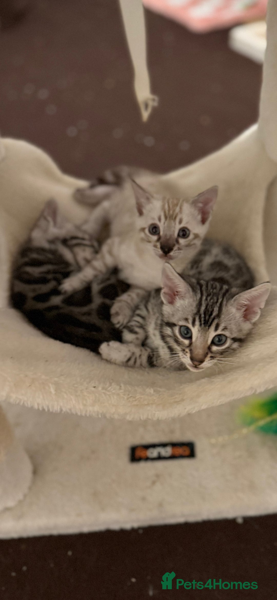 Bengal cats for sale: 🩶 BENGAL 🔥 KITTENS 🤍 TICA REGISTERED  - Advert 22